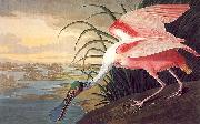John James Audubon Roseate Spoonbill oil painting